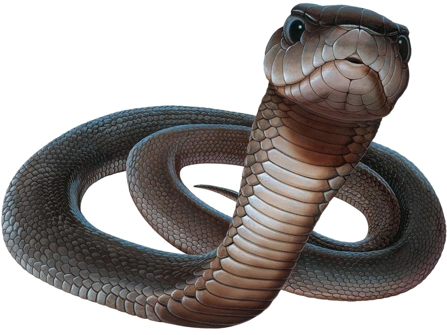 Black Mamba Snake Png Picture - Black Mamba Snake Png (1000x736), Png Download