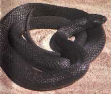 Spotted Black Snake - Snakes (640x321), Png Download