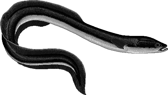 Black Mamba Snake Png Pic - Eel Png (565x320), Png Download