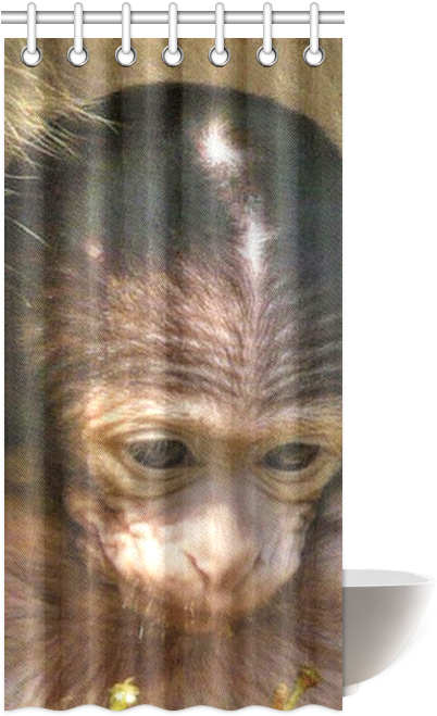 Sweet Baby Monkey Shower Curtain - Orangutan (500x500), Png Download