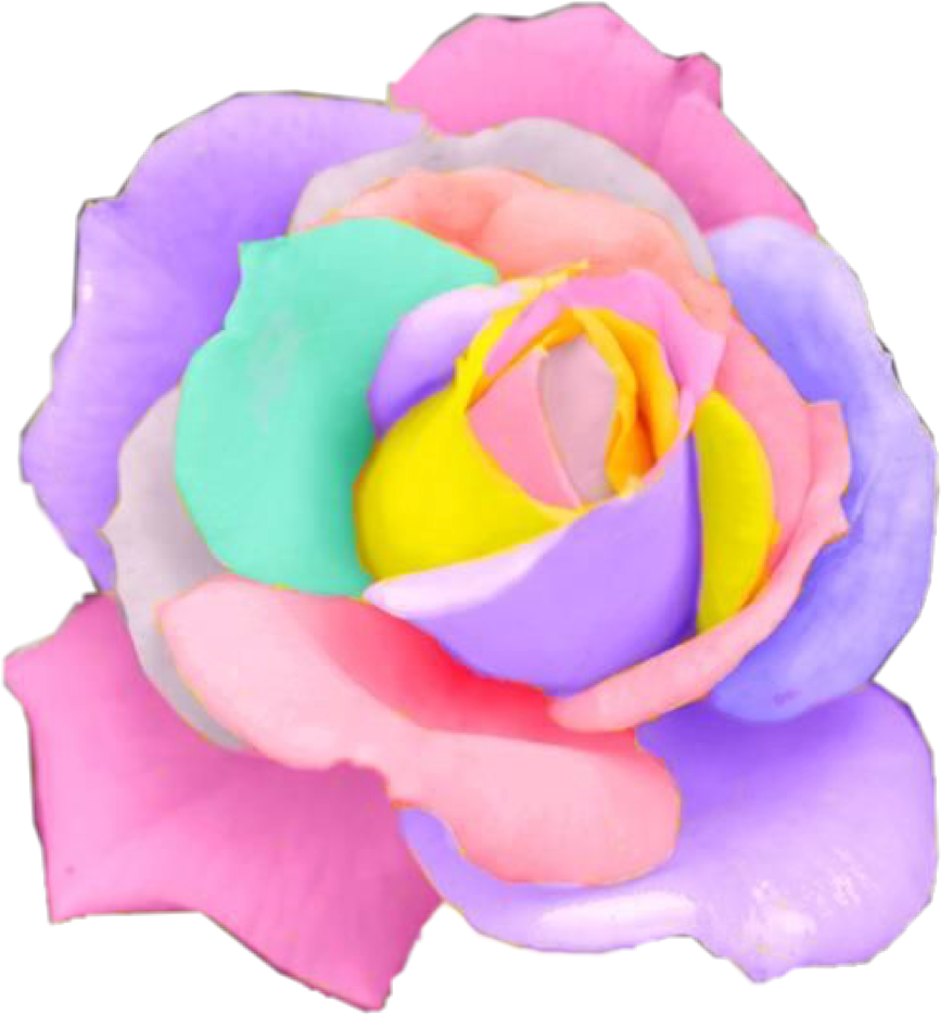 Rose Rainbow Flower Flowers Pastel Rosesfreetoedit - Rainbow Rose (867x935), Png Download