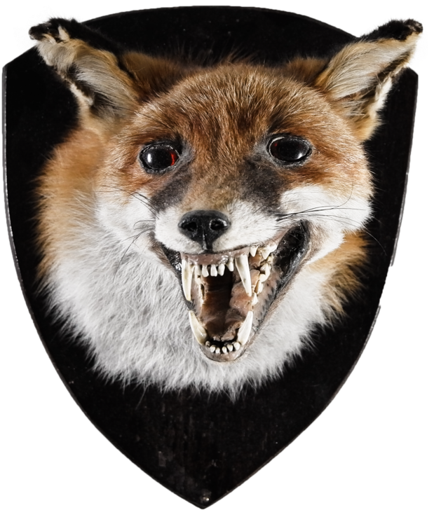 Rare Fox Head Mount (1000x1250), Png Download