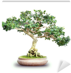 Image Transparent Bonsai Drawing Fantasy - Bonsai (400x400), Png Download