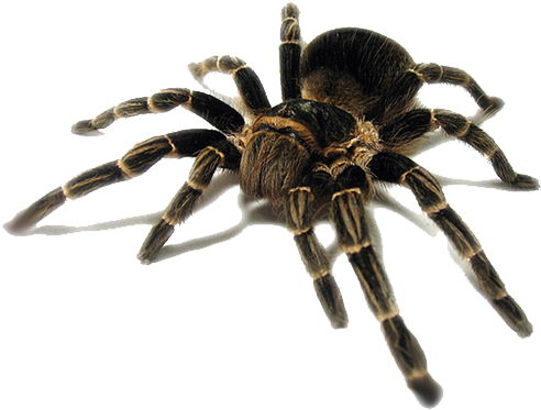 Tarantula (554x450), Png Download