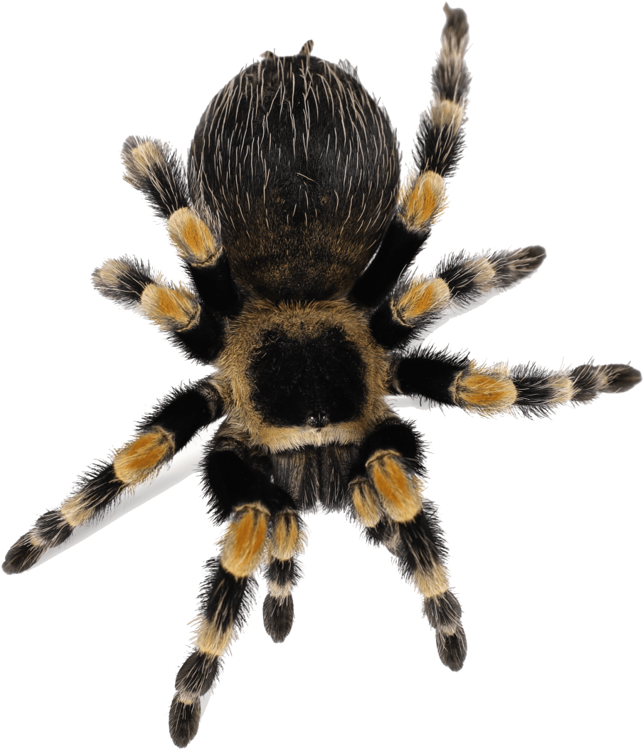 Caring For A Pet Redknee Tarantula - Spider (1300x1188), Png Download