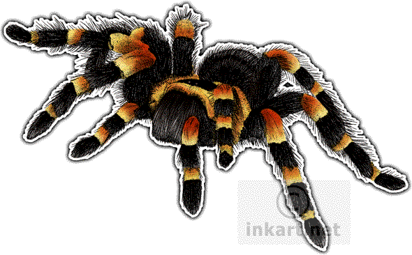 Mexican Red-kneed Tarantula Decal - Mexican Red Knee Tarantula Png (590x366), Png Download