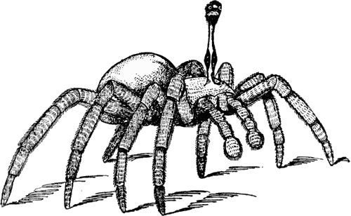 The Stalk-eyed Spider Nothing But A Great Mechanical - Stalk Eyed Spider (500x308), Png Download
