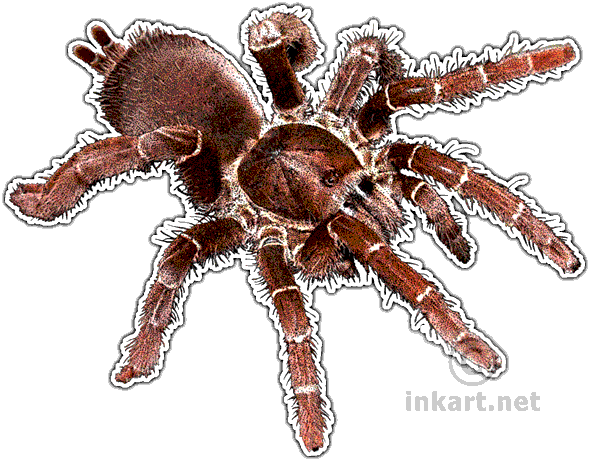 King Baboon Tarantula Decal - Types Of Baboons Tarantula (590x461), Png Download