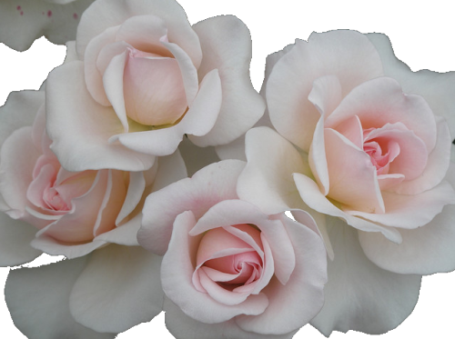 Love Pretty White Gorgeous Flower Flowers Pink Nature - Transparent Pastel Love (500x373), Png Download