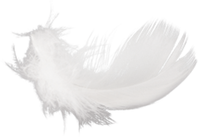 Free Png Feather Png Images Transparent - Feathers Png White (850x553), Png Download