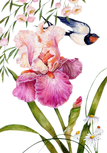 Iris - Watercolor Painting (425x608), Png Download