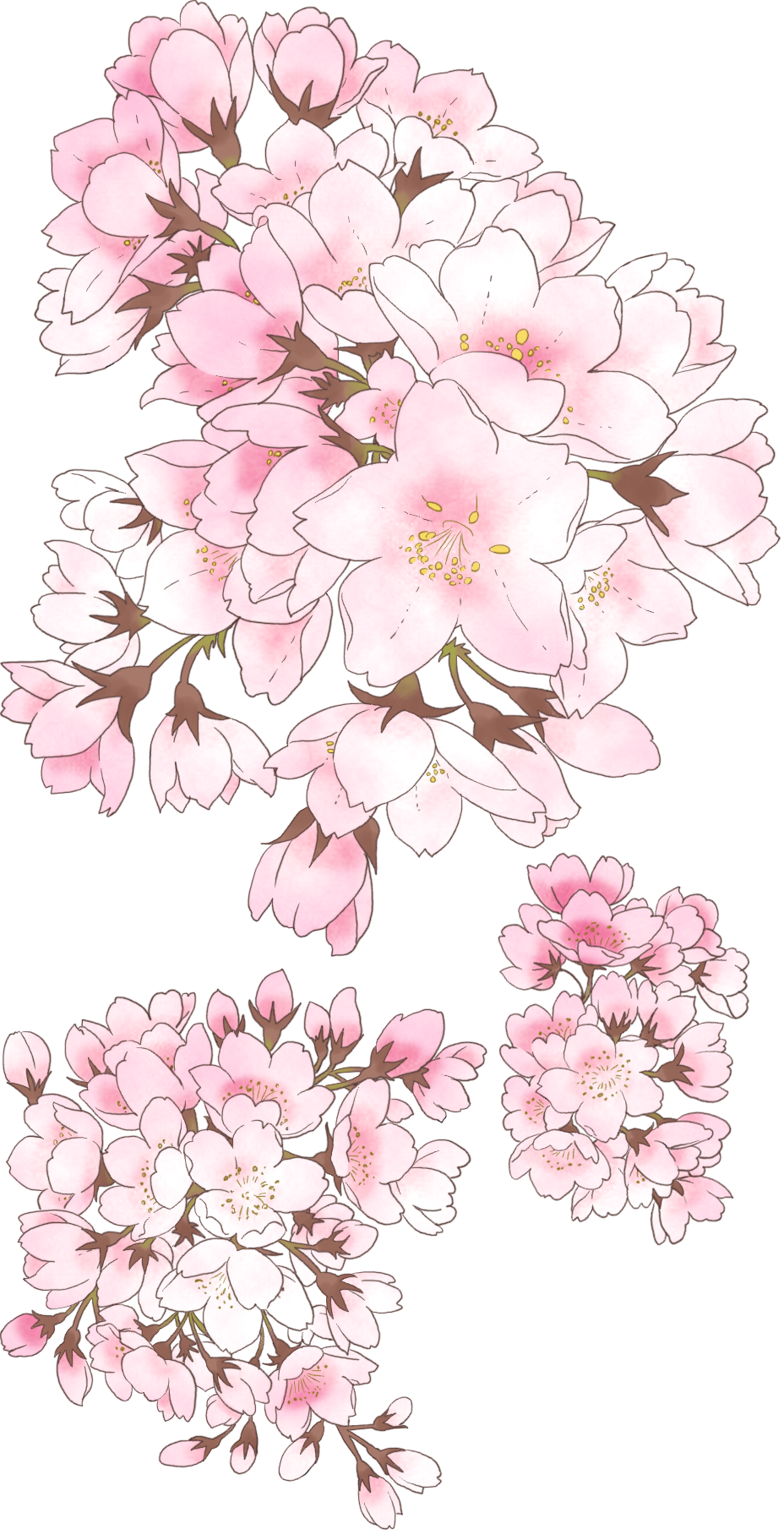 Pink Addiction - Cherry Blossom Pixiv (928x1816), Png Download