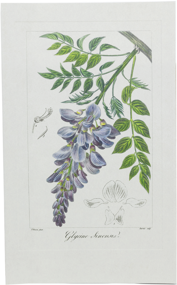 Picture Of Wisteria Herbier Général De L'amateur - Wisteria Botanical Drawing (1280x1280), Png Download
