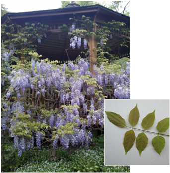 Pdm Trees Wisteria - Japanese Wisteria (352x377), Png Download