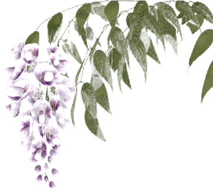 Whisteria32 500 X - Wisteria (500x400), Png Download