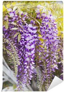 Wisteria (400x400), Png Download