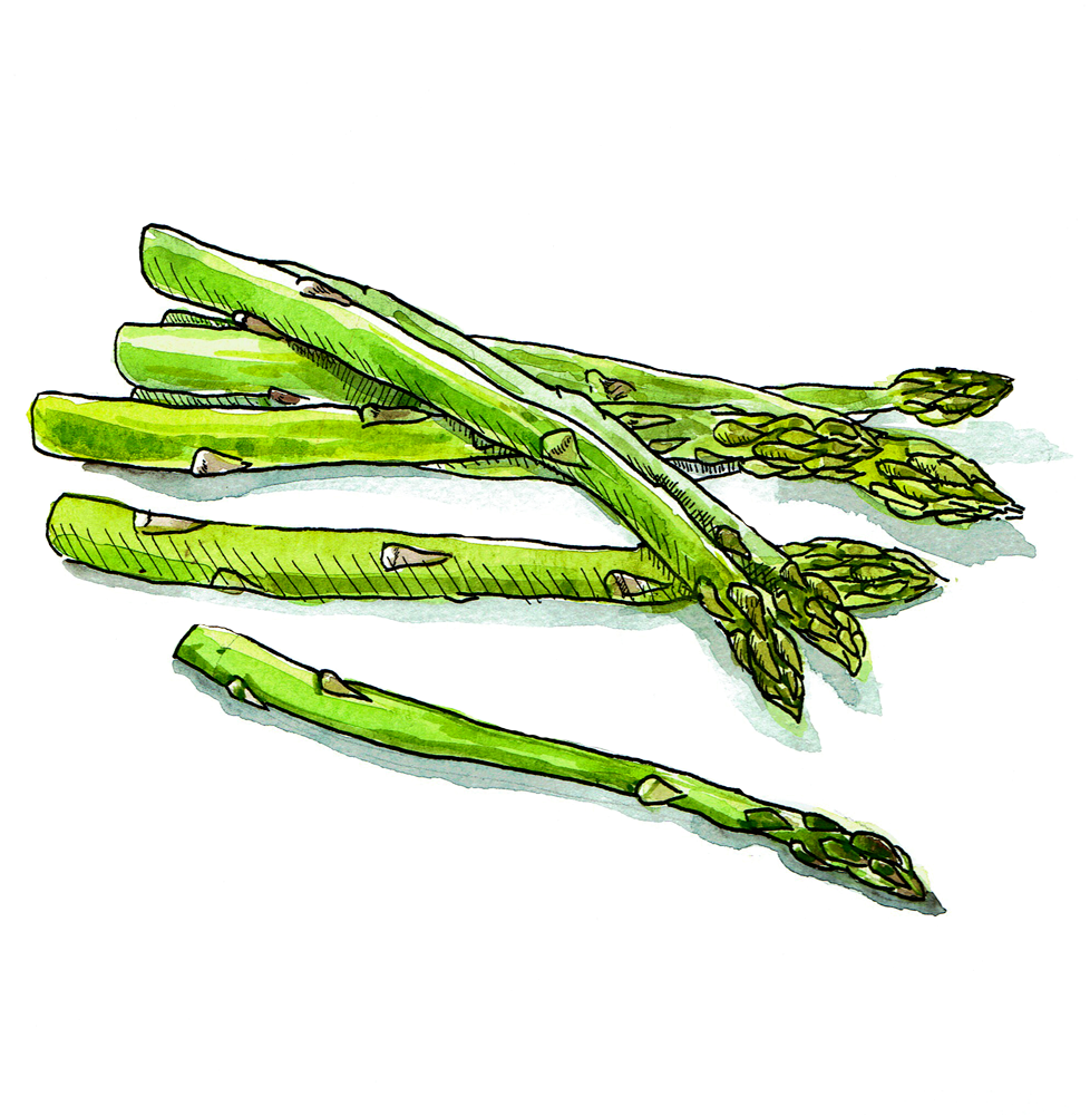 4 Asparagus White Background - Garden Asparagus (1000x1000), Png Download
