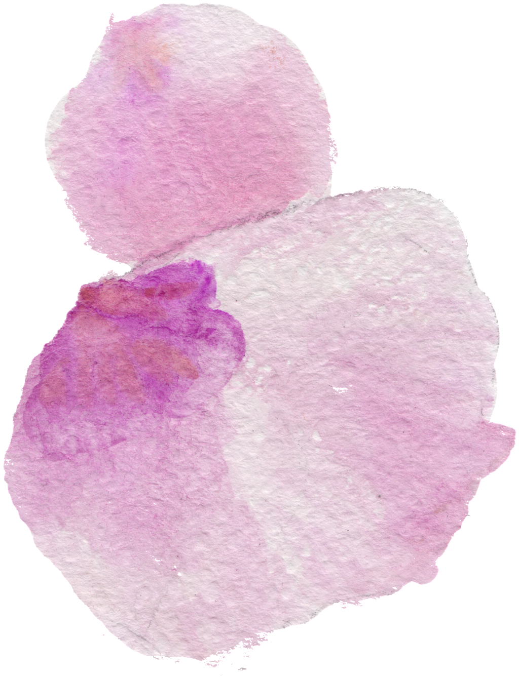 This Graphics Is Pollen Petals Cartoon Transparent - Petal (1024x1341), Png Download