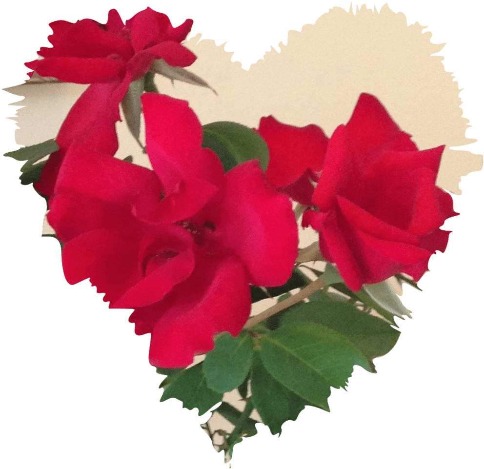 Mabsud Roses For Hodan - Garden Roses (992x961), Png Download