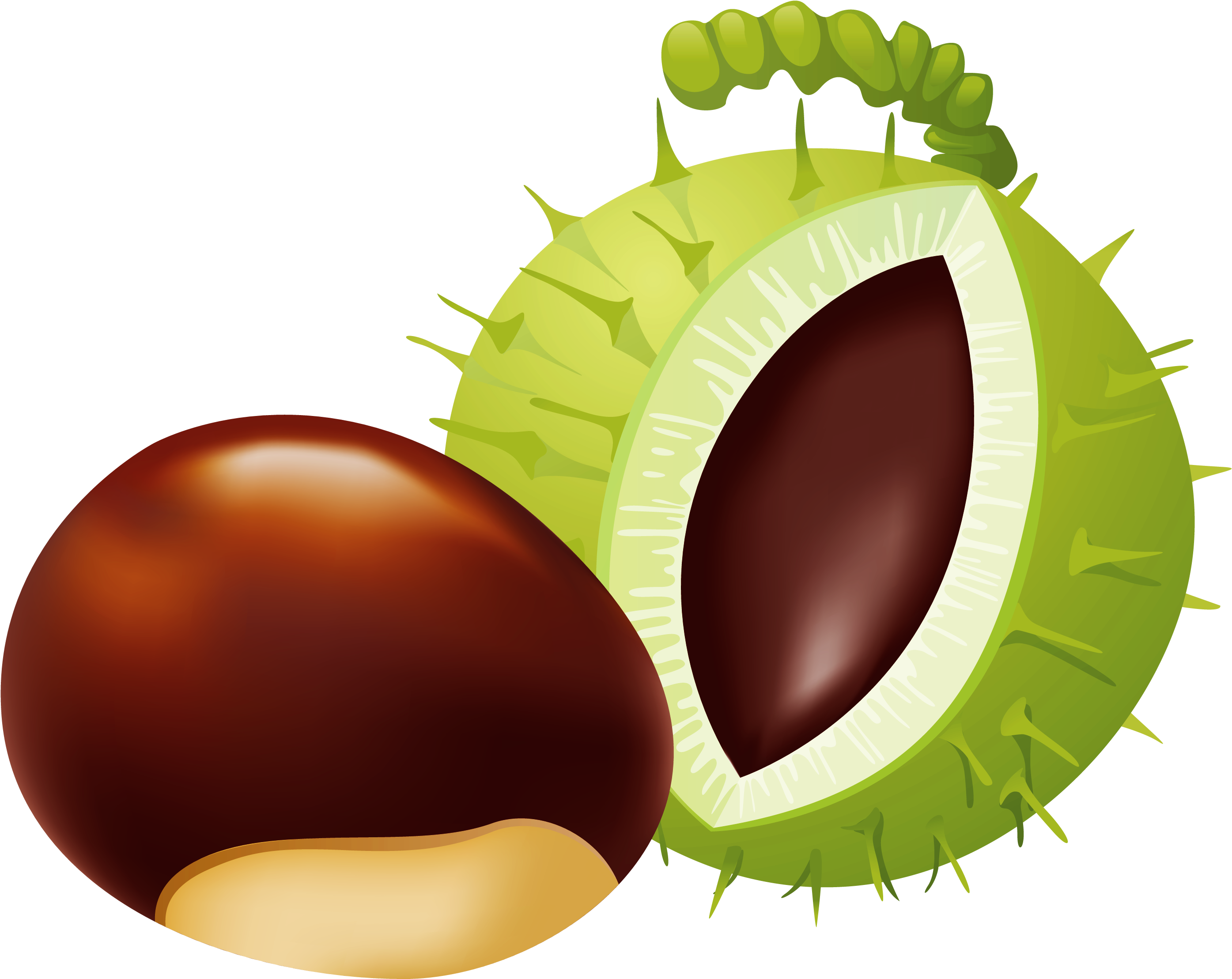 Acorn Clipart Chestnut Frames Illustrations Hd Images - Chestnut Clipart Png (2938x2307), Png Download