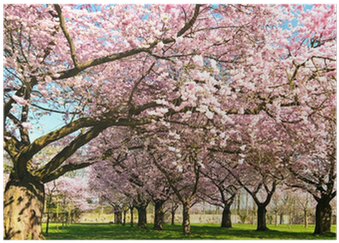Abundance Of Japanese Cherry Blossoms Poster • Pixers® - Cherry Blossom (400x400), Png Download