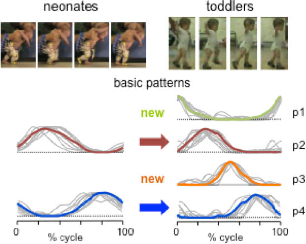 The Number And/or Type Of Basic Patterns, And The Development - Diagram (622x496), Png Download