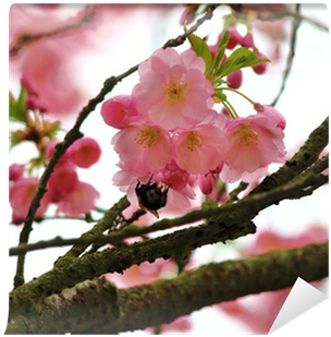 Cherry Blossom (400x400), Png Download