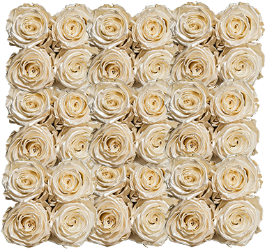 A - Garden Roses (390x390), Png Download