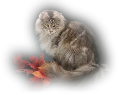 Pretty-kitty - Sako (400x317), Png Download