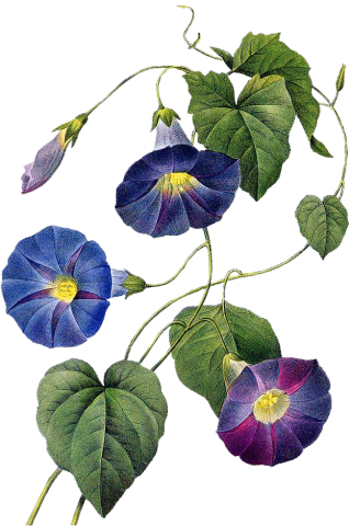 Tubes De Kore - Art Print: Redoute Ipomaea Quamoclit By Pierre-joseph (318x480), Png Download