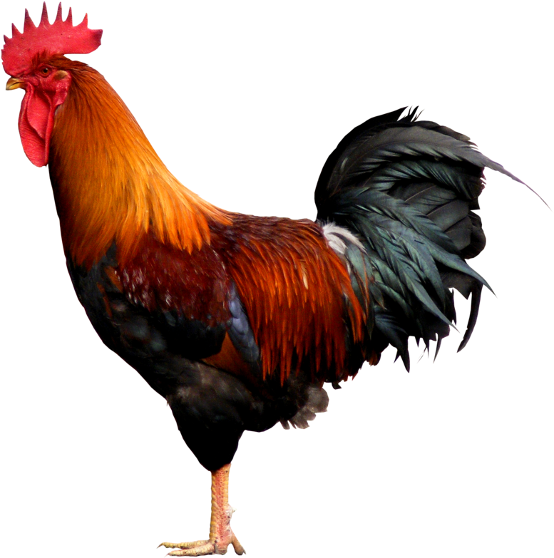 Cock Fight Png - Cock Png (900x975), Png Download