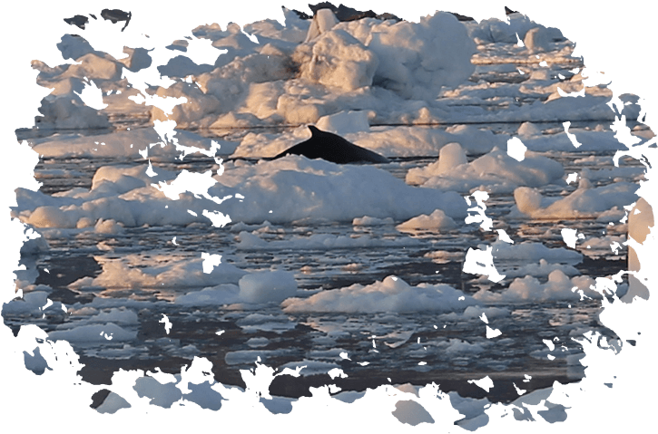 Pictures By Aladdin - Snow (743x489), Png Download