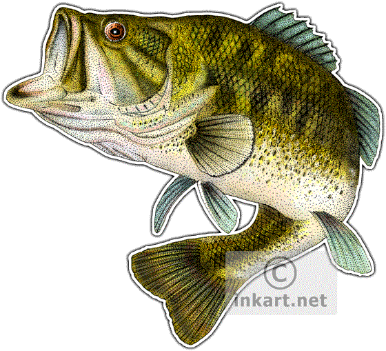 Largemouth Bass Drawing At Getdrawings - Largemouth Bass Fish Png (560x509), Png Download