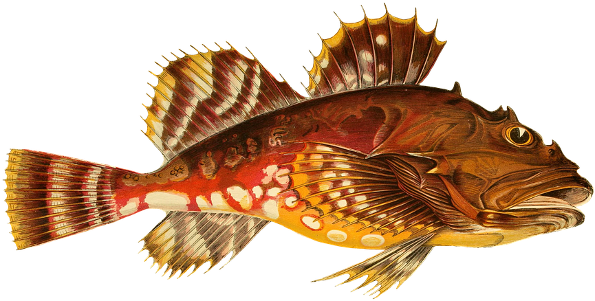 Fish, Animal, Water, Isolated, Exotic, Sea Animal - Funny Christmas Colour Couch British Fish - Black Sleeved (960x543), Png Download