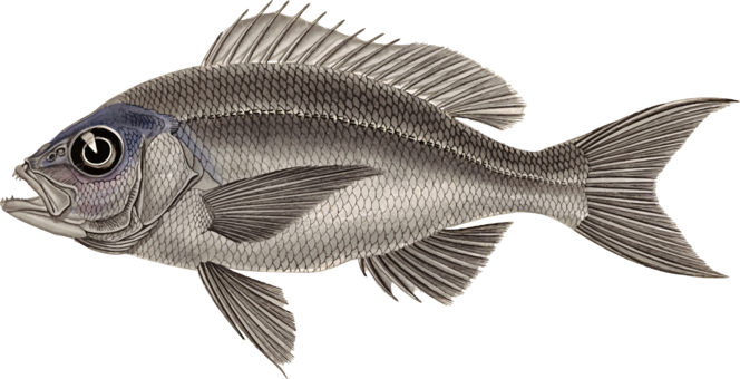 Tilapia Fauna Perch Fish - Perch (664x340), Png Download
