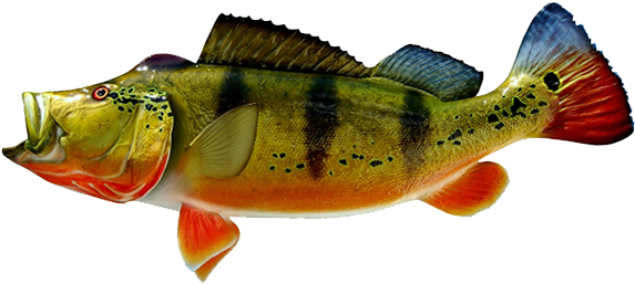 Peacock Bass Fish - Peacock Bass Fish Png (640x284), Png Download