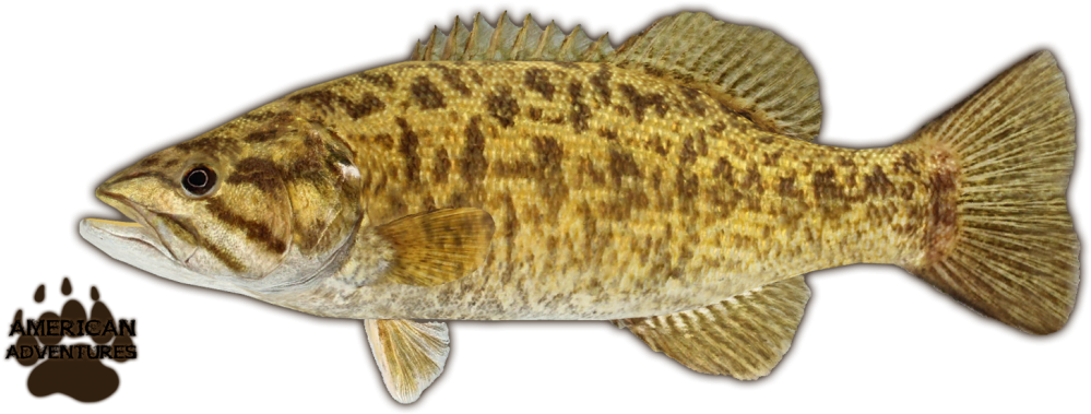 Smallmouth Bass - Zoo Tycoon (1024x410), Png Download