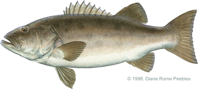 Sea Bass California (720x362), Png Download