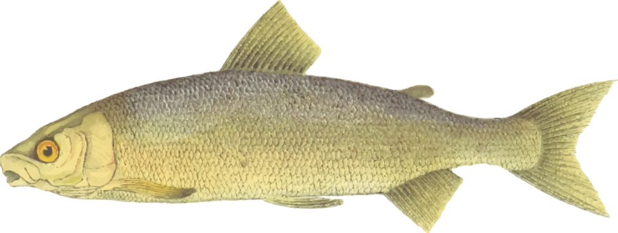 Lake Whitefish Brown Trout Fishing - Whitefish Clipart (900x340), Png Download