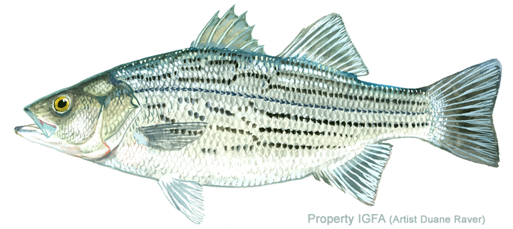 Whiterock Bass (720x322), Png Download