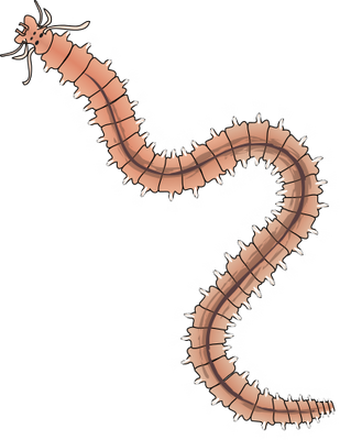 600926711 - Polychaeta Png (309x400), Png Download