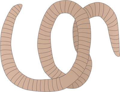 Ian Symbol Segmented Worm - Segmented Worm (400x308), Png Download