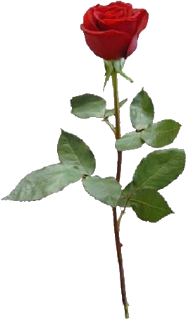 Woman's Call To Prayer [book] (321x500), Png Download