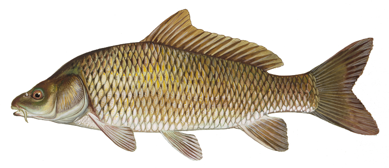 Common Carp - Carp Fish (800x347), Png Download
