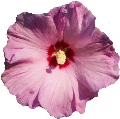 Amazing Real Flower Clipart Flower Selections - Chinese Hibiscus (417x407), Png Download