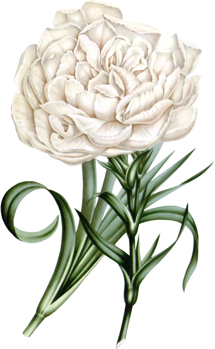 Este Diseño De Producto Es White Carnation, Real Flower, - Promini Sleep Mask With Strap Lightweight Comfortable (1024x1280), Png Download