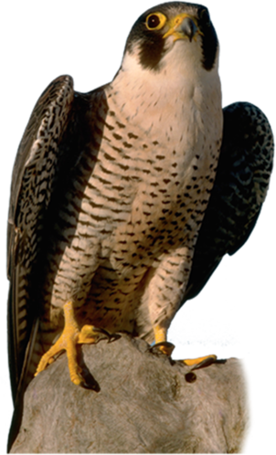 Falcon Png - Transparent Background Falcon Png (302x498), Png Download