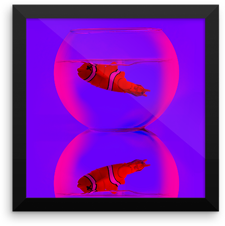 Dead Fish Framed Poster - Circle (600x600), Png Download