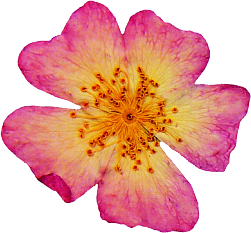 Clipart Resolution 1024*962 - Rose Dried Flowers Png (1024x962), Png Download