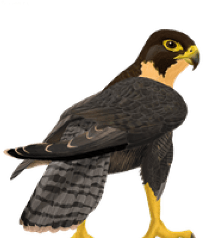 Free Png Falcon Png Images Transparent - Falcon Png Transparent (480x480), Png Download